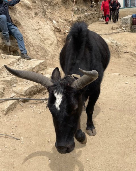 尼泊爾EBC馬牛螺羊動物寫真-山屋-協作-美食2789021
