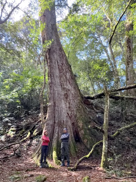 鎮西堡巨木步道B區全段+A區部分3008539