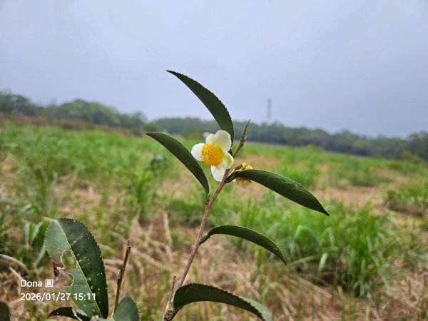 20260127三通嶺山.三義山(大桁茂山).慈濟山.大坪山大O走2990005