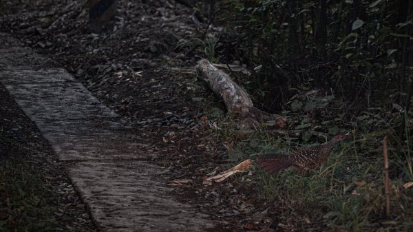 霞喀羅大山（石鹿大山）｜淺嚐霞喀羅古道1903259