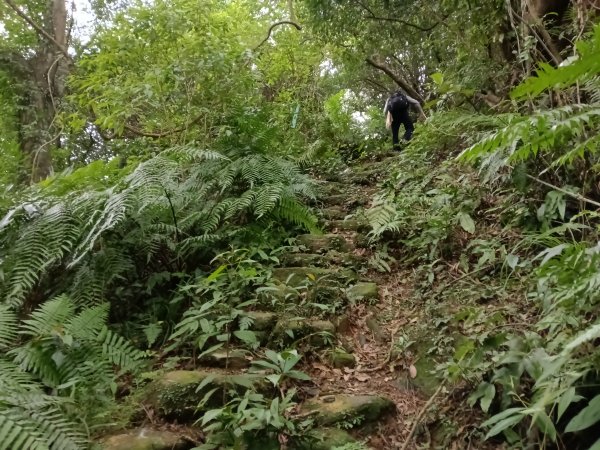 基隆市三層山+湳子大崙+淡基橫斷古道+面桶寮土地公2982286