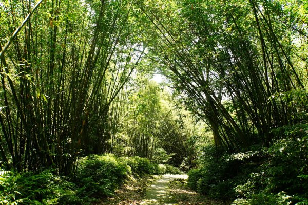 新北 平溪 頂子寮山、五分山3043957