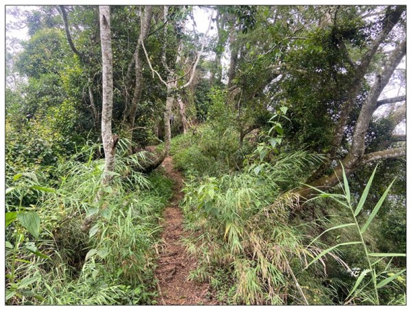 大克山 南稜線A上B下 (卓蘭最高峰)2825471