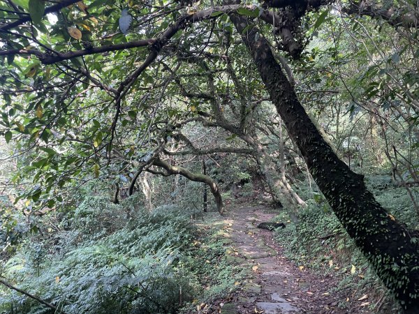 魚路古道上擎天崗賞芒花2318251