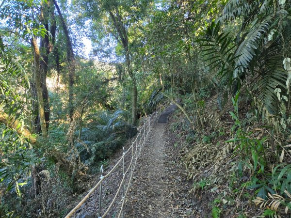 雪山坑登山步道~巨人之手2948718