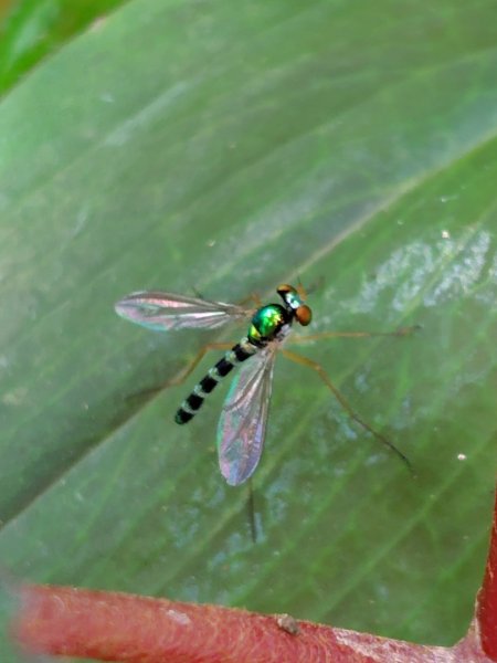 九芎頭步道-雲頂步道-二延平步道-二延平山-茶霧之道2773830