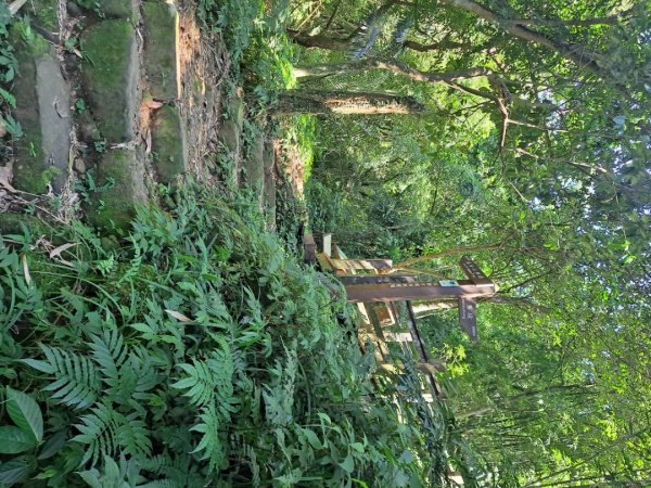 20230911淡蘭古道中段：五分山步道-暖東舊道2446826