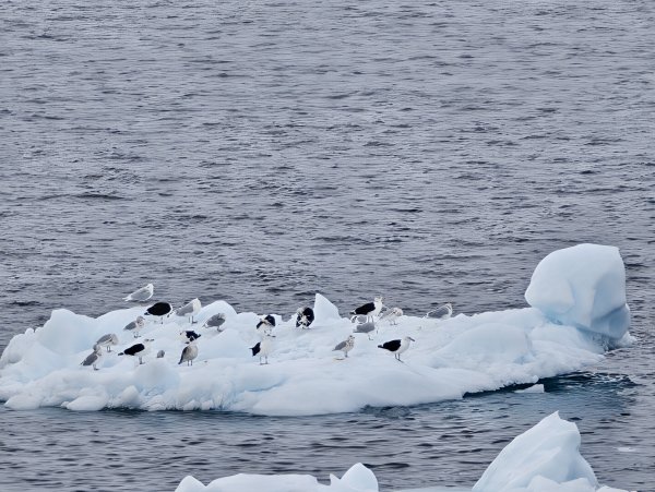 [紐約馬之行-27] 2025_1105 努克濱海木棧道(Nuuk Boardwalk)-下2947609