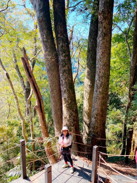 雪山坑登山步道尋巨人2979002