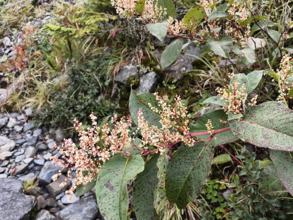 北一段(14/14)高山植物 2025_0906~132887640