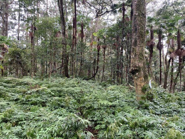 20251220嘉義凸龜山-芙蓉山-天福山2973792