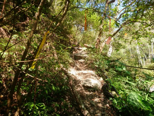 屋我尾山(麗陽線)821167