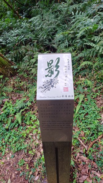 20260125 陽明山前後山健行(無極天元宮~山仔頂步道.向天池.向天山.面天山.二子坪)2998043