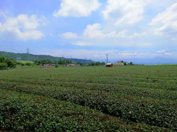 彰化社頭~陡直天梯好視野~中央嶺造林步道1101641