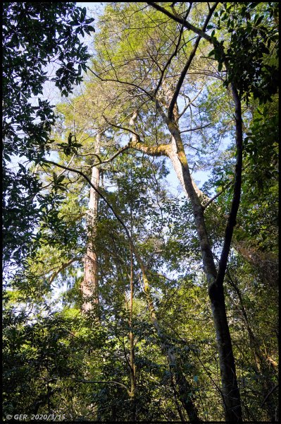 全台最大的紅檜森林 ~ 拉拉山巨木群885602