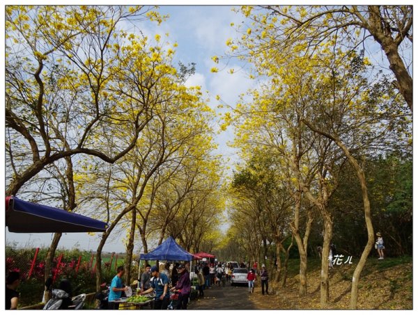 嘉義/朴子溪風鈴木874424