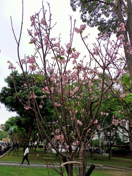 內湖瑞陽公園→文德三號公園→基隆河右岸→美堤河濱公園步道2089967