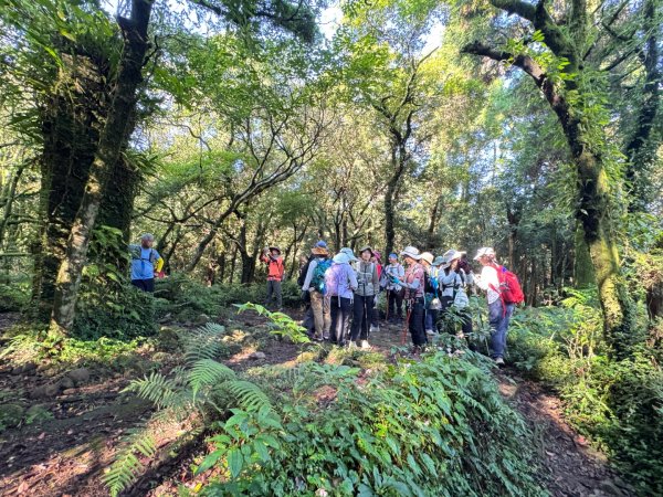 小觀音西峰 二子坪步道 小油坑山3129475