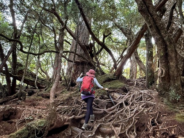 塔曼山 連走 拉拉山森林遊樂區 O繞 202510112923678