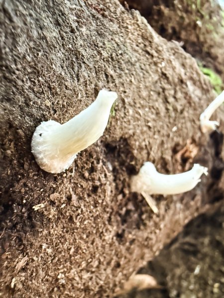 高島P型縱走-夢幻的杉林營地3012436