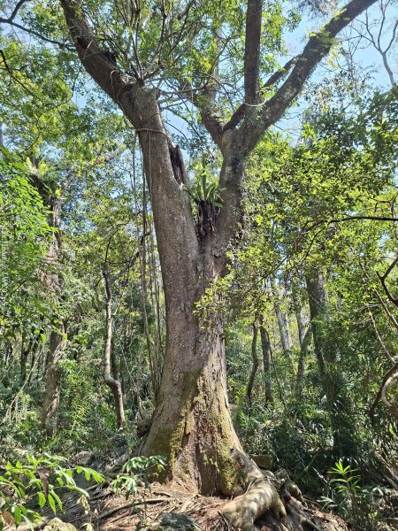 《台中》巨人之手｜雪山坑環線步道202603223021468