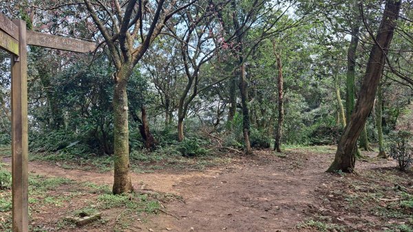 20240308汐止大尖山步道-四分尾山-耳空龜山2448638