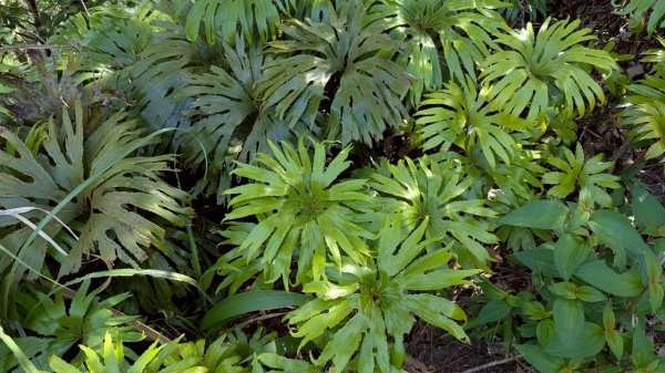 114.06.28內平林山-番子坑山-平湖森林遊樂區之O型2824251