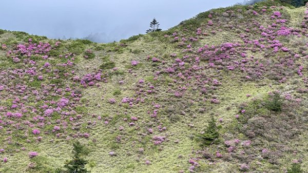 風雨中完成合歡北峰登頂2515330