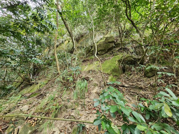 20241222二載山與大橫屏山南峰(追加鹽菜甕山、鹽菜甕下山)2721504