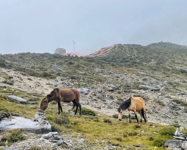 川藏33天深度之旅💙#稻城亞丁-來古冰川2901877