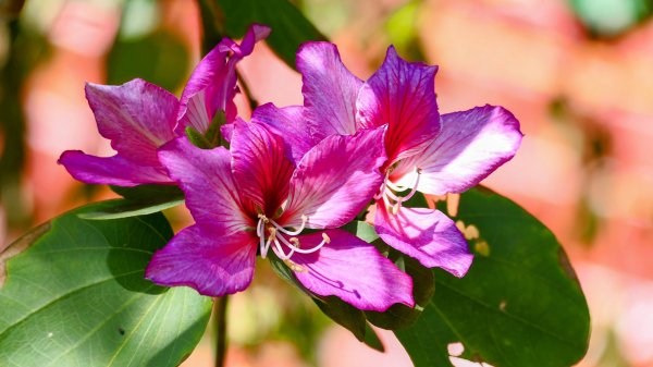 紫花酢醬草2739912