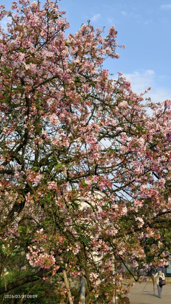 #大鳳蝶 (雌無尾) #綠繡眼 #頂湖小鎮 #紫藤 #觀音山 #日出 #天元宮 #吉野櫻 3/313026510