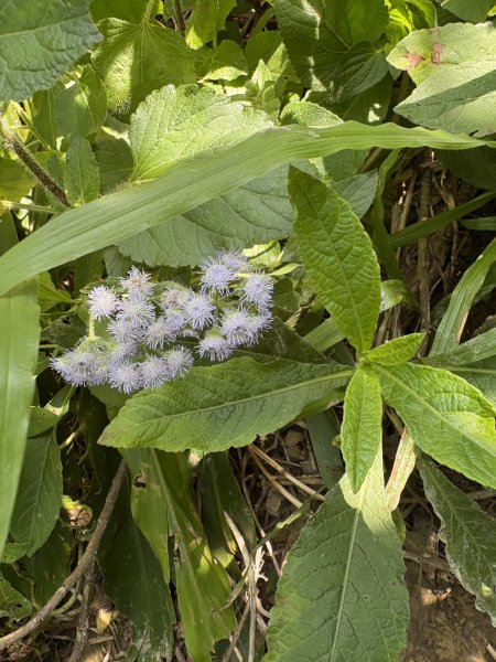 20251011台南刣牛湖山登山步道2915062