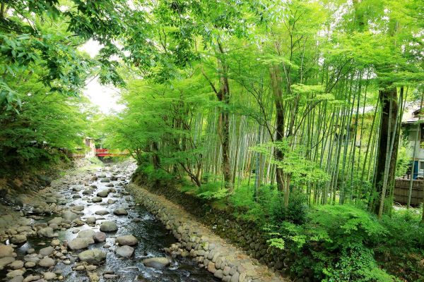 米其林二星步道~修善寺竹林小徑150856