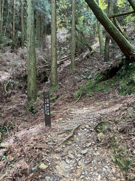 新竹 五峰 觀霧國家森林遊樂區 大鹿林道西線 榛山步道2811390