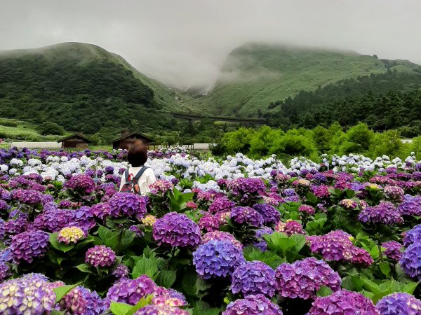 繡球花田繽紛多彩。雲霧飄緲群山間989497