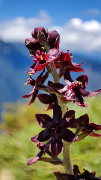 合歡山群峰（南峰、石門山、尖山、東峰）2626799