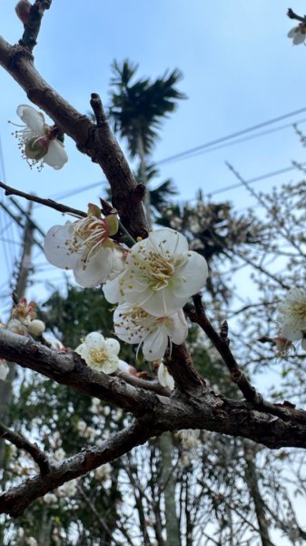 九份二山 集集大山 九尖賞梅2695258