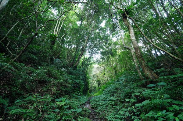 新北 三峽 白雞山、雞罩山2551205