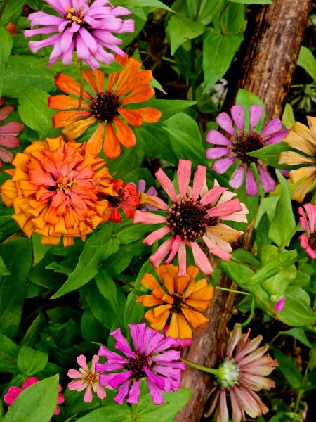 2025臺北大縱走第七段：世界山莊至飛龍步道政大後山2923999