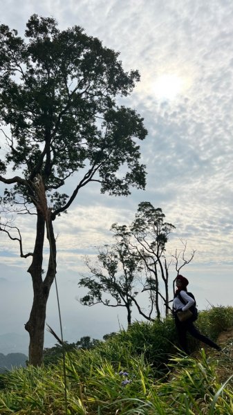小百岳關刀山889m+銅鑼杭菊1924095