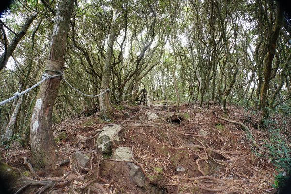 臺中 和平 橫嶺山、沙蓮山、笛吹山2974931