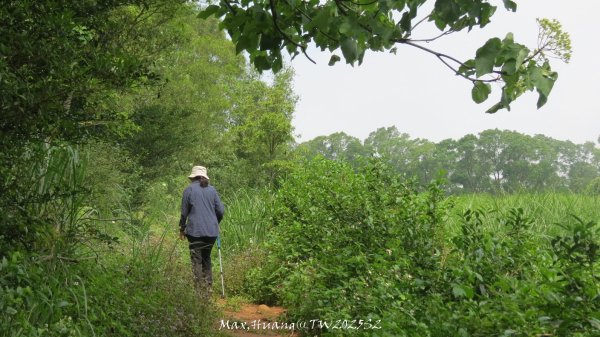 《苗栗》桐花茶園｜四月雪小徑登慈濟山三義山202504272771215