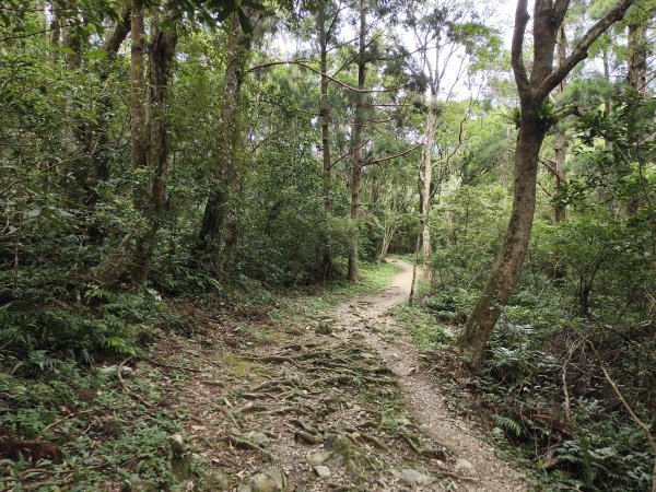 [百山百鳥尋旅-09/15] 2025_0920 滿月圓國家森林遊樂區步道群2893059