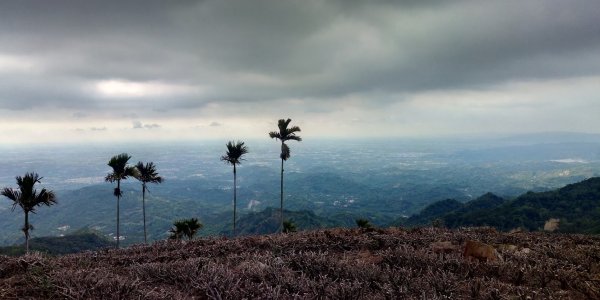 雲嘉五連峰+後棟仔山挑筍古道 望風斷崖958073