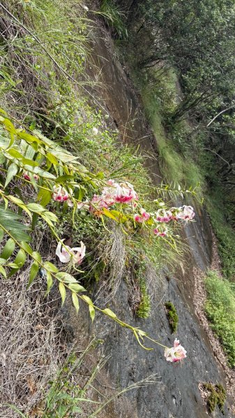 石壁上的花3111037