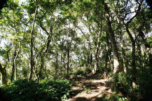 宜蘭 南澳 御恩山2892672