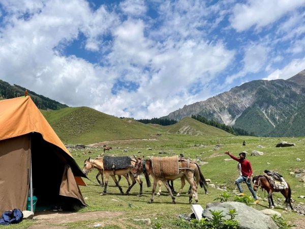 喀什米爾/馬牛羊駱駝動物寫真2565790