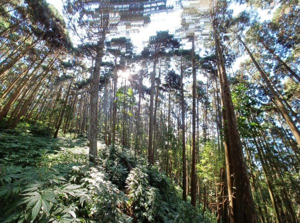 【苗栗南庄】向天湖山光天高山小O繞