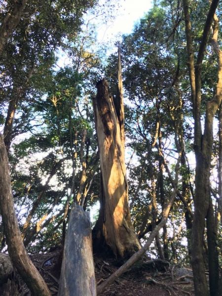 鳶嘴稍來山步道303767